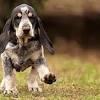 The grand bleu de gascogne is a breed of dog of the scenthound type, originating in france and used for hunting in packs. 1