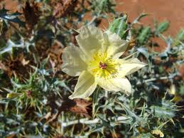 Image result for Argemone ochroleuca