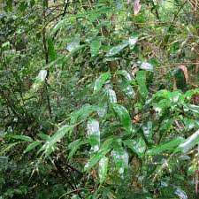 Image result for Olyra latifolia