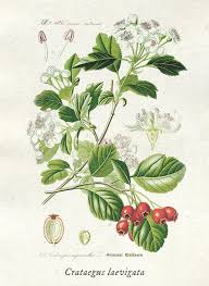 Image result for Hawthorn