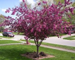 Foliage emerges reddish and keeps its color well into the summer. Sunray Gardens Ohio Spring 2014 Crabapple Japanese Maple Crabapple Tree Flowering Crabapple Tree Crab Apple