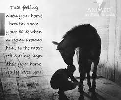 Horse Breath Inspirational Horse Quotes Equestrian Quotes Horse Quotes