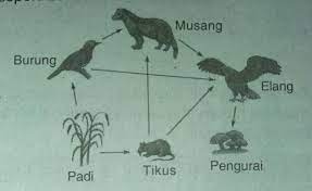 Check spelling or type a new query. Di Ekosistem Sawah Terjadi Jaring Karing Makanan Seperti Berikut Ada Berapa Rantai Makanan Yang Brainly Co Id