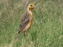 Image result for Tolpis capensis