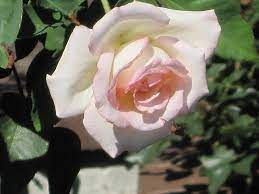 The following 8 files are in this category, out of 8 total. Pink Promise Rose Rosa Pink Promise In Vancouver Victoria Burnaby Penticton Coquitlam British Columbia Bc At Gardenworks