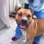The Dangers Of Rehoming Pets On Craigslist And Free To Good Home Craigslist Pets Pets Rehoming
