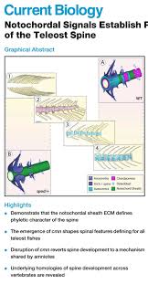A dorsal hollow nerve cord; Prof Christine Bohmer On Twitter Signals From Notochord Define Identity Of Vertebral Column Simple Shifts In Development Can Revert Traits Canalized For About 250 Million Years Peskin Et Al 2020 Currentbiology Notochordal