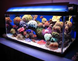 39 Fascinating Aquarium Furnishing Examples And Tips Fishtank Fluvalflex Goldfishaquarium Deco Glofish Reefs Marine Aquarium Aquarium Fish Tank Terrarium