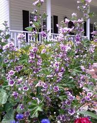 Plant hollyhock seeds and enjoy this showy, tall favorite perennial. Pretty Purple Flowers Cottage Garden Plants Showy Flowers Rock Garden Plants
