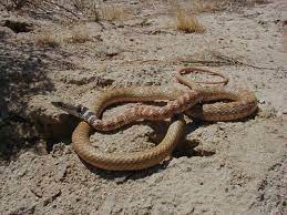 Coachwhip Tucson Herpetological Society Mojave Desert Amphibians Mojave