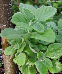 Image result for Coleus hadiensis