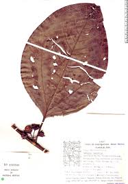 Image result for Bellucia pentamera