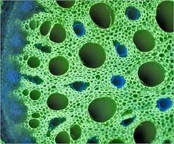 Beyond The Human Eye Microscopic Photography Things Under A Microscope Plant Cell