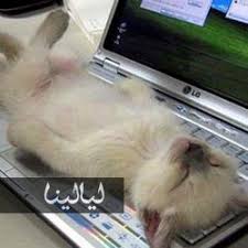 صور قطط مضحكة تنام في أماكن غير متوقعة على الإطلاق Funny Cat Pictures Kittens Funny Cat Pics