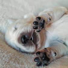 After all, they're tiny pups in this big world! English Cream Golden Retriever Puppies From Newborn To 8 Weeks Old Puppy In Training