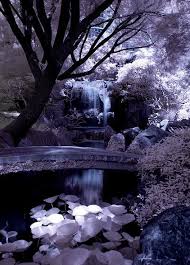 Chinese Garden The Chinese Garden Of Friendship Darling Harbour Sydney By Nathankaso On Flickr Com Chinese Garden Garden Photography Beautiful Tree