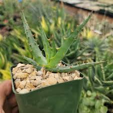 Image result for Aloe lutescens