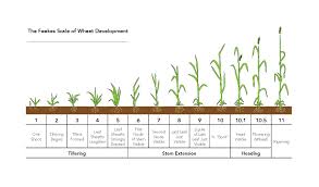 Growth Stages Chart