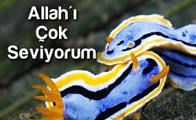 Allah Unutulmaz Panosundaki Pin