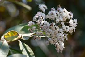 Image result for Vernonanthura polyanthes