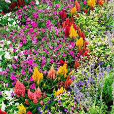 Beat The Heat Here S How To Keep Your Yard Looking Lush And Lively In Spite Of The Temperature Gauge Flower Beds Full Sun Flowers Plants