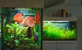 Breeding Tank