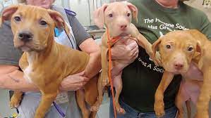 Prince pitbull puppies for sale i have two male and one female must go to the best of homes and pitbull our puppies are well socialized with animals and sounds. 37 Pit Bulls Rescued From Suspected Tacoma Fighting Ring To Become Available To Adopt Komo
