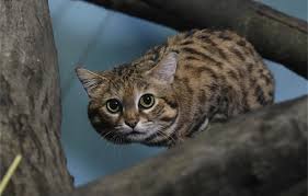 This is the world's most deadliest cat. Black Footed Cat A Ferocious Hunter And A Smallest Wild Cat In Africa Aww