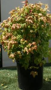 Image result for Erythrina madagascariensis