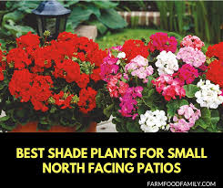 We did not find results for: 5 Best Shade Plants For Small North Facing Patios