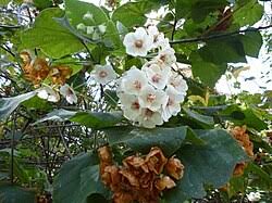 Image result for Dombeya burgessiae
