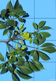 Image result for Cybistax antisyphilitica