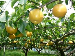 Image result for Pyrus pyrifolia