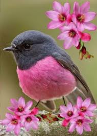 pink bird video beautiful birds most beautiful birds colorful birds