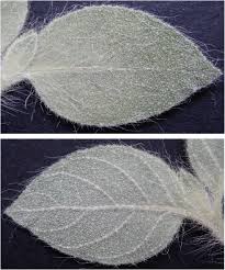 Image result for Virectaria