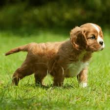 ►never buy a cavalier king charles spaniel from a pet store or a broker. What Does A Cavalier King Charles Spaniel Cost Spiritdog Training