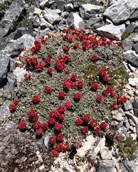 Image result for Eriosema verdickii