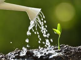 It will be the most similar to typical garden areas, depending on the individual's watering practices. Learn About Water And Plant Growth