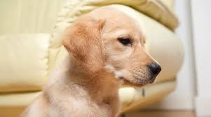 They are almost 12 weeks old and close to ready to go to their new furever home. Goldador Breed Information The Golden Retriever Lab Mix