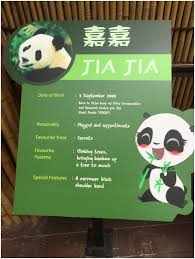 Yes, kai kai and jia jia just had a baby. Kai Kai Jia Jia Singapore S Panda Steemit