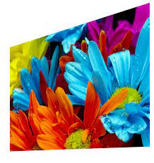 小米电视4a 43英寸青春版 小米商城 lei necklace jewelry san