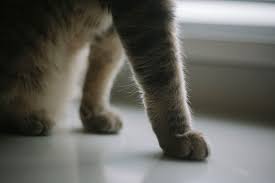 It mainly consists of keratin. Why Do Cats Have Whiskers Their Purpose What Cat Whiskers Are For