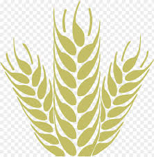 Produtos para hidráulica, weo adaptadores e espigas. Heypik Support 1 Trego Wheat Easy Edit Vectores Espigas De Trigo Png Image With Transparent Background Toppng