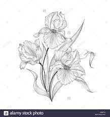 Floral Bouquet With Flower Iris Vintage Fourish Greeting Card Design Swirl Flower Posy Engraving Border Flora Iris Flower Tattoo Flower Drawing Iris Flowers