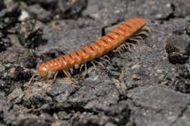 Centipedes and millipedes are generally beneficial creatures. Centipedes And Millipedes In The Garden Harvest To Table