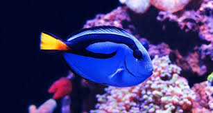 Ask questions, and admire ocean beauty. Catching Dory Fish Can Poison Entire Coral Reef Ecosystems Science News For Students
