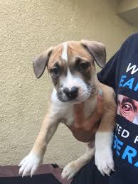 For anyone wanting to adopt a rescued dog from a shelter or anyone with questions related to the adoption of a rescue dog. Pitbull Pups Rocket Dog Rescue
