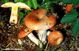 Image result for Russula compacta