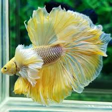 Pin Oleh Gilberto Simon Di Siam Fighting Fish Ikan Cupang Ikan Akuarium Ikan Tropis