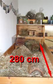Weitere ideen zu meerschweinchen gehege, meerschweinchen, gehege. Die Etwas Andere Meerschweinchenseite